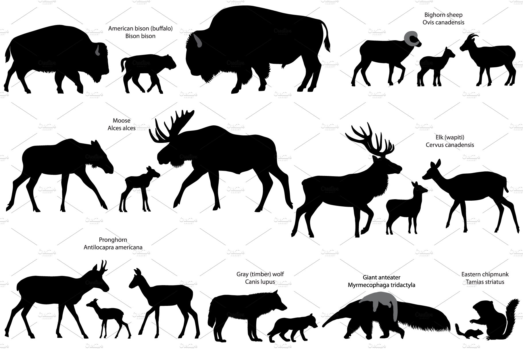 silhouettes of 21 animal species of america with cubs 3 328