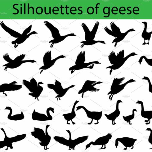 Silhouettes of geese cover image.