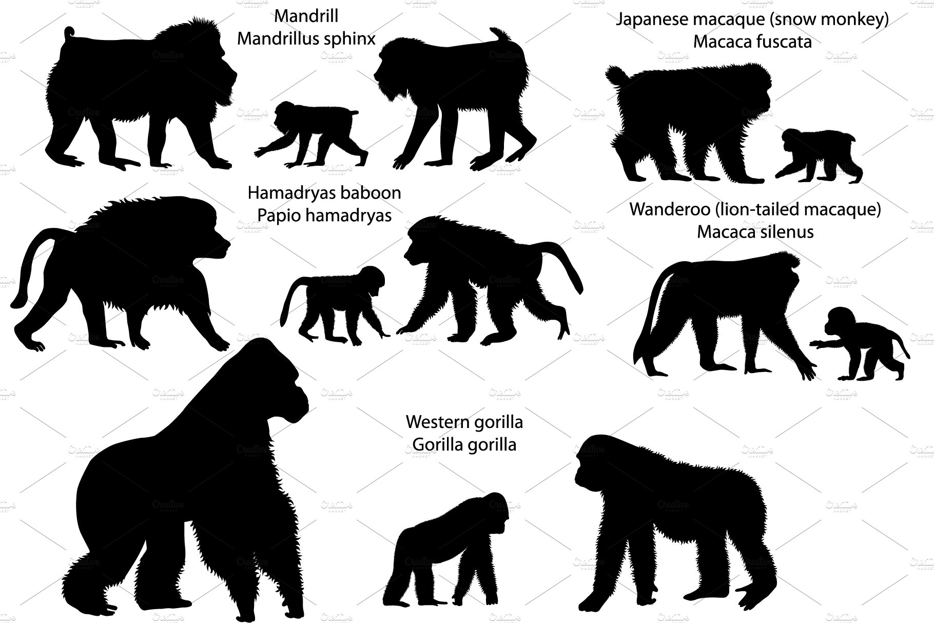 Silhouettes of monkeys cover image.