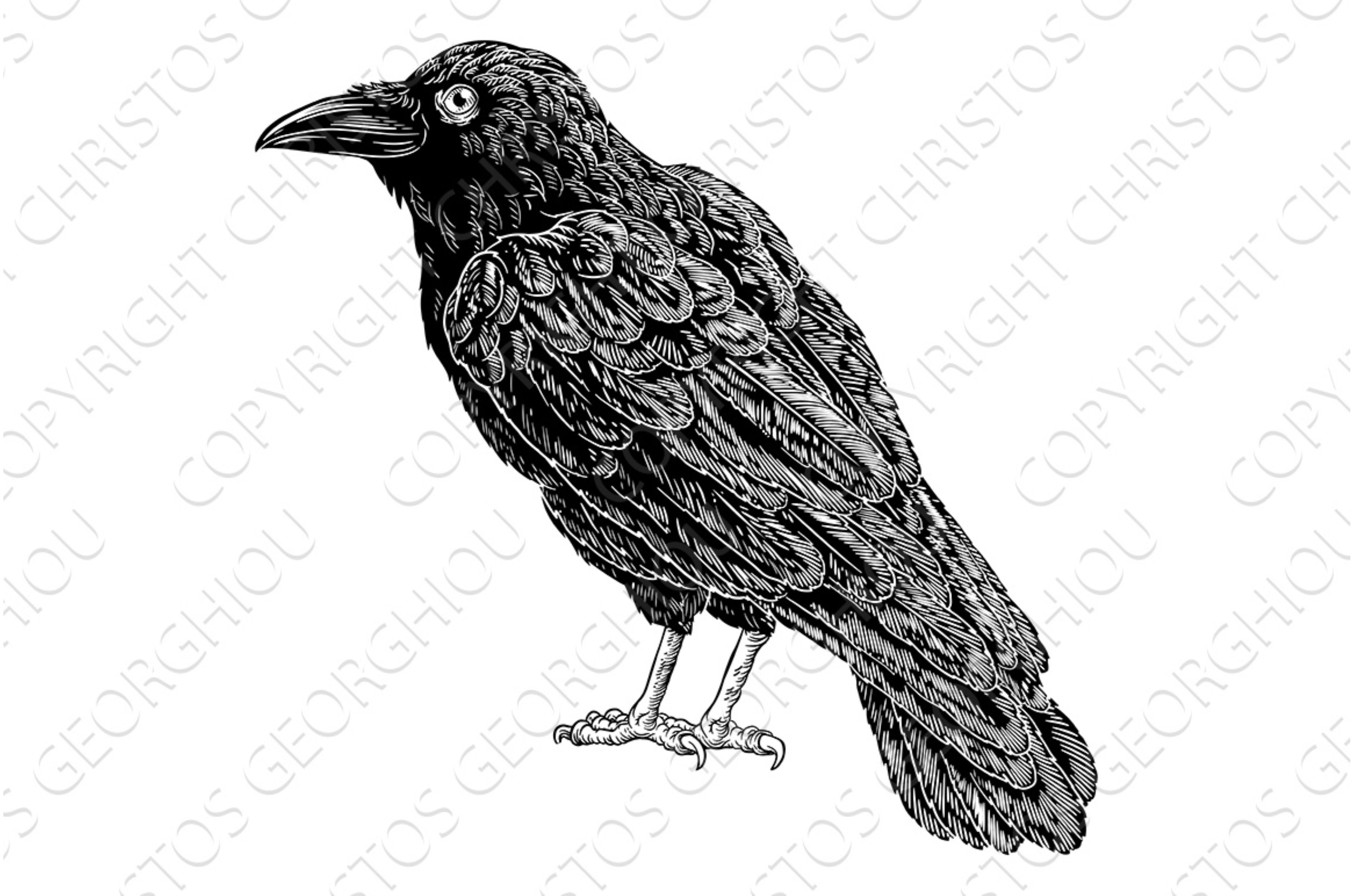 Crow Raven Corvus Bird Vintage cover image.