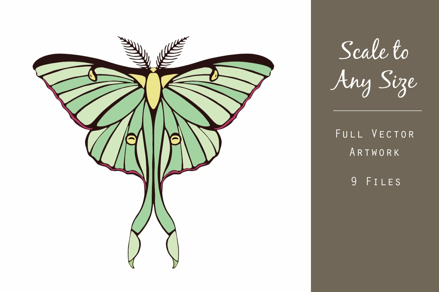 Luna Moth Vector Graphic Set – MasterBundles