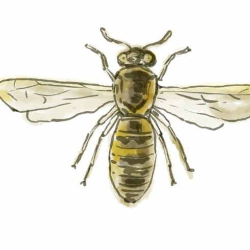 Animation Spanish Pollen Wasp cover image.