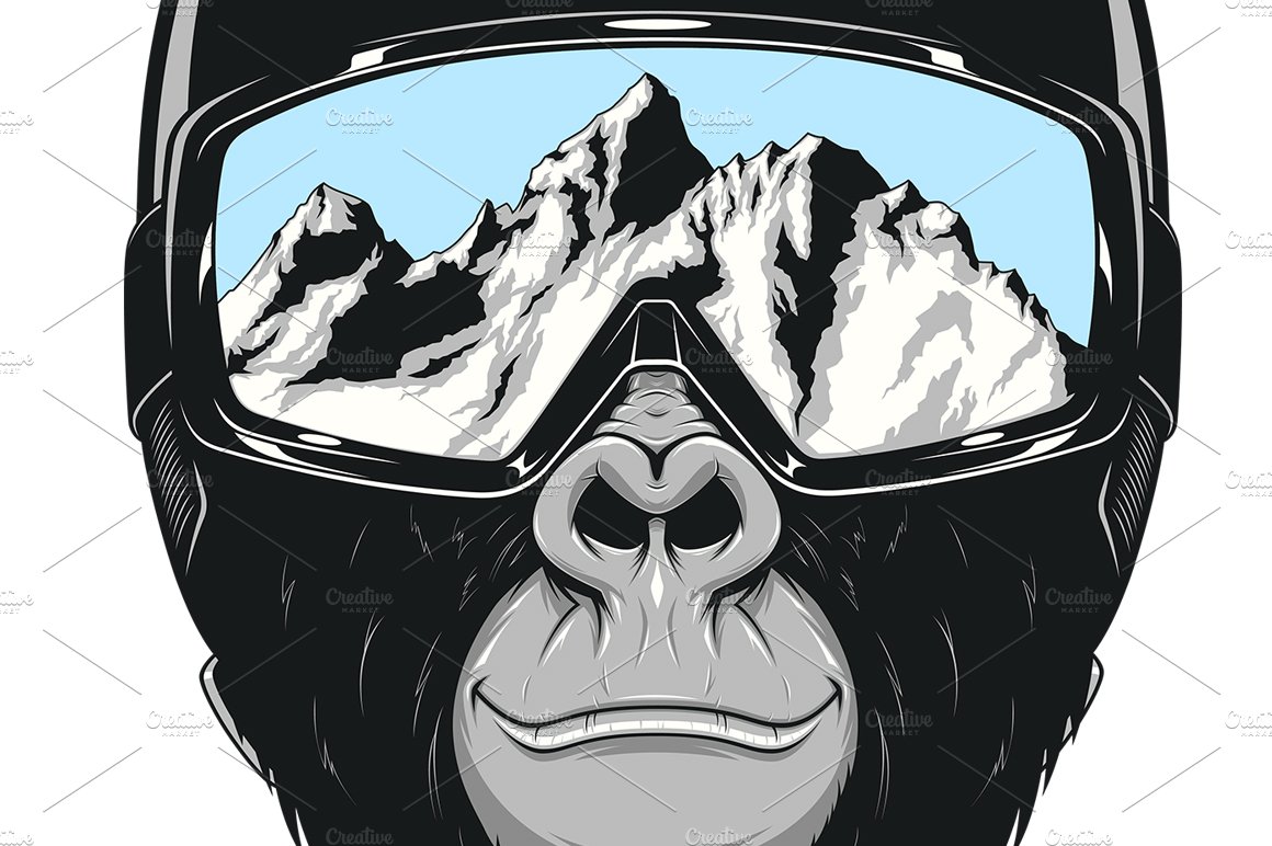 Monkey wearing a helmet cover image.