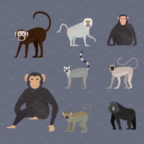 eight monkeys wildlife animals cover image.