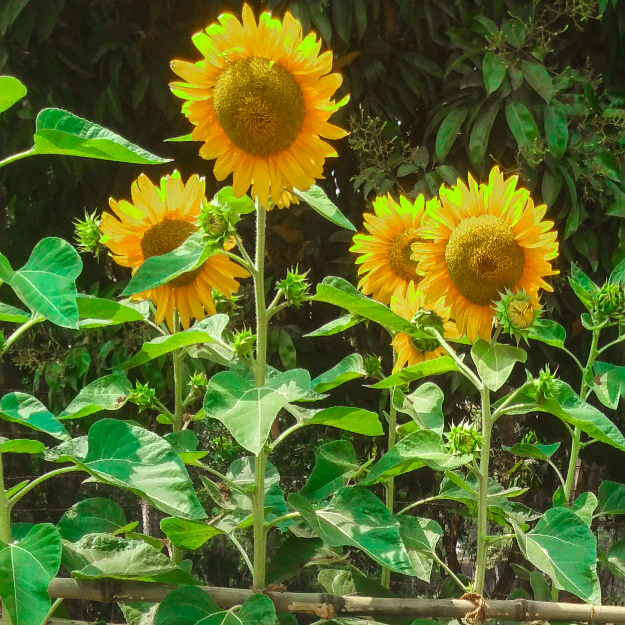 sunflower mohsin photography20 133
