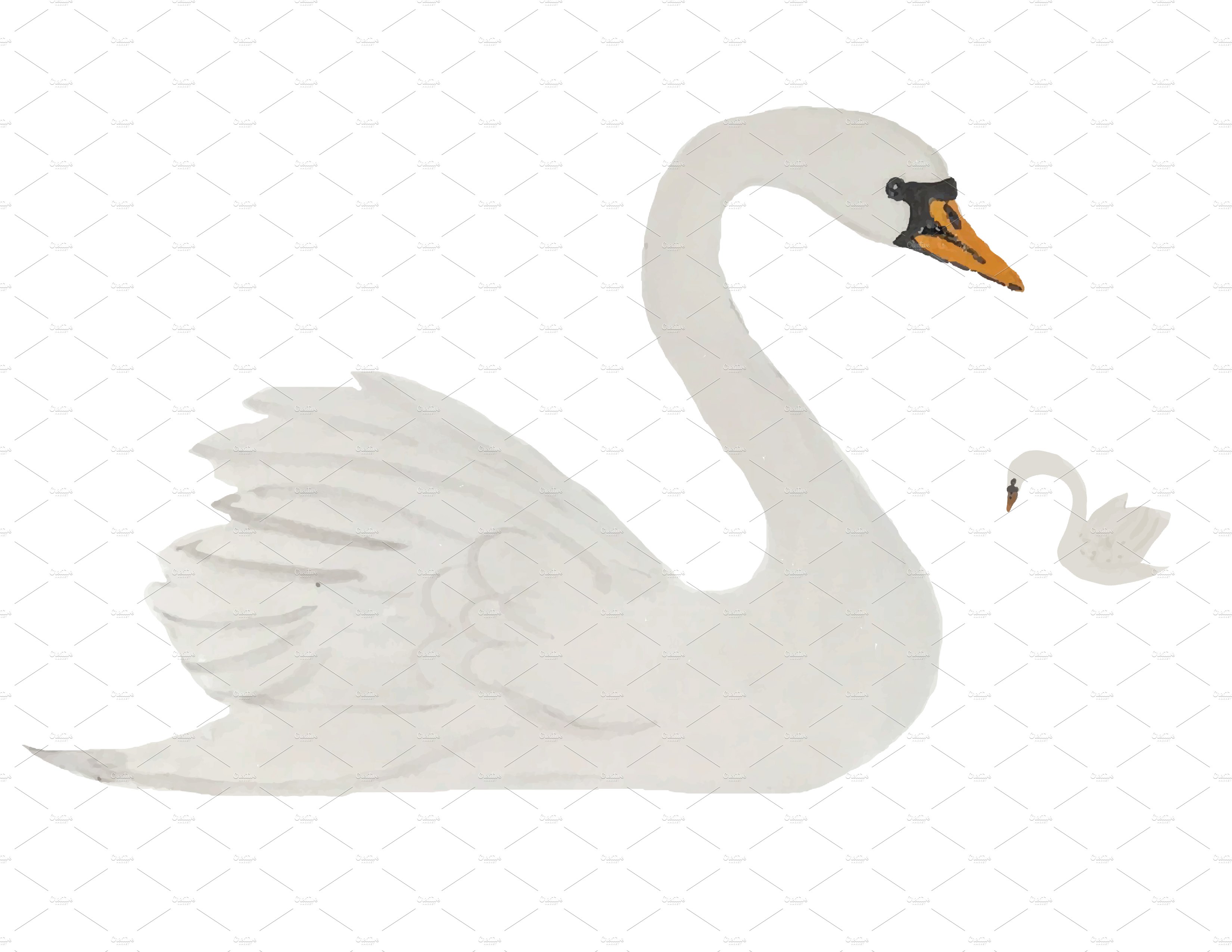 swans sample 01 353