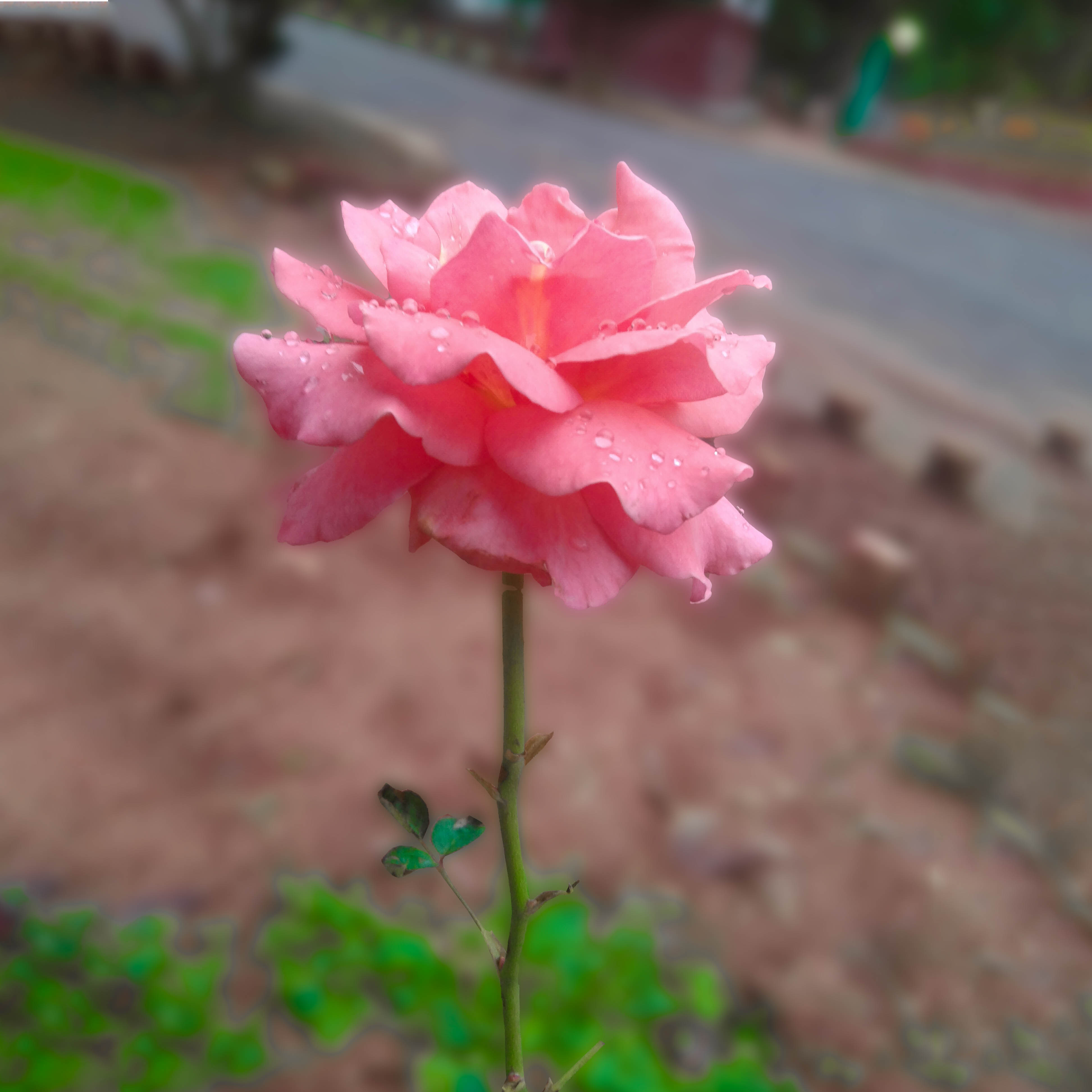 sweet rose 1mahsin photography 379