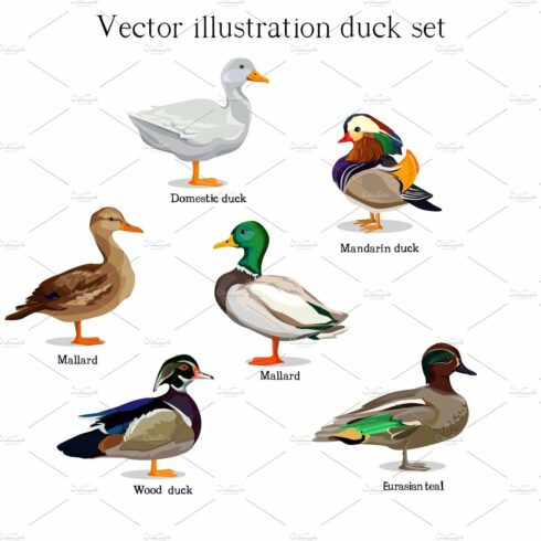 Duck set vector cover image.