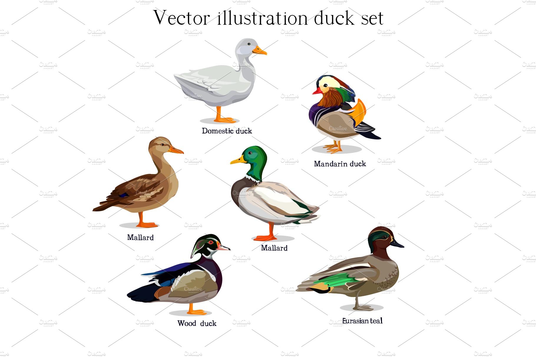 Duck set vector cover image.