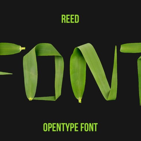 Reed Font cover image.
