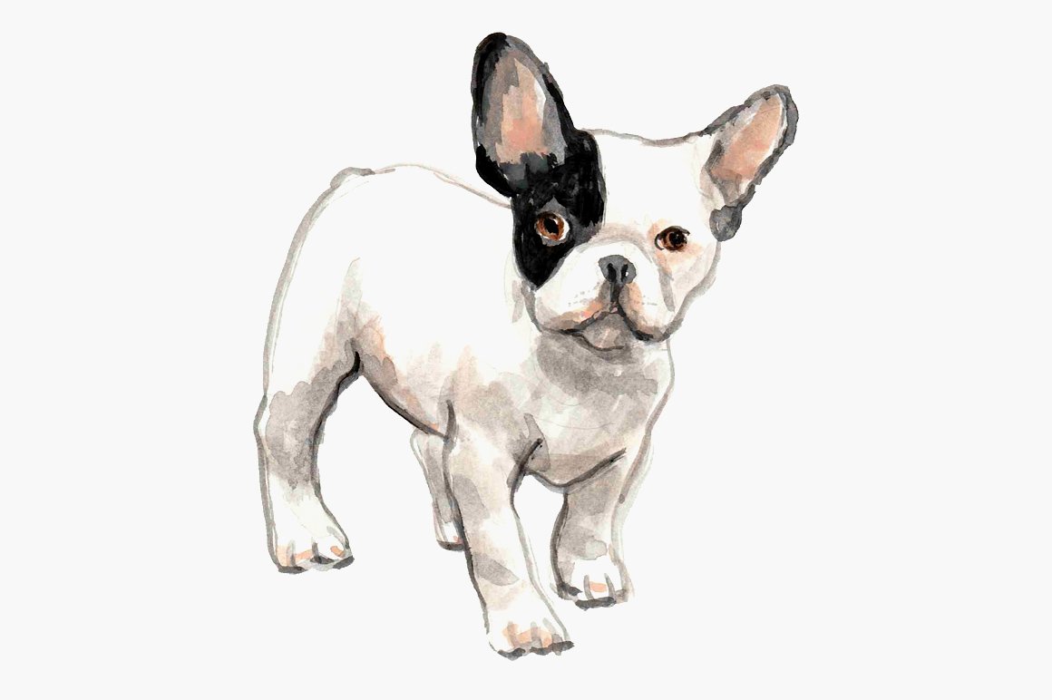 Black and White French Bulldogs preview image.