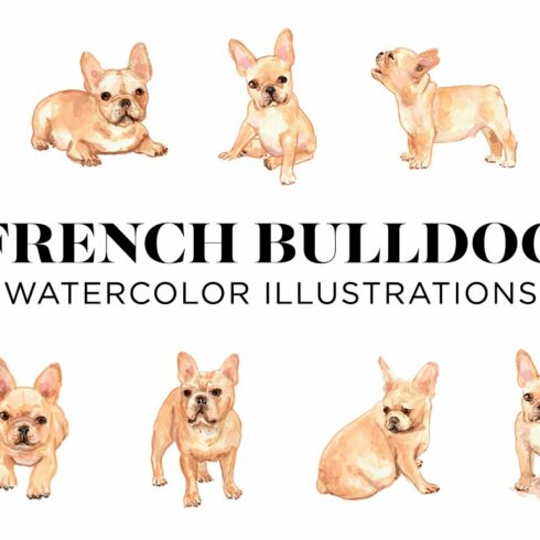 French Bulldogs cover image.