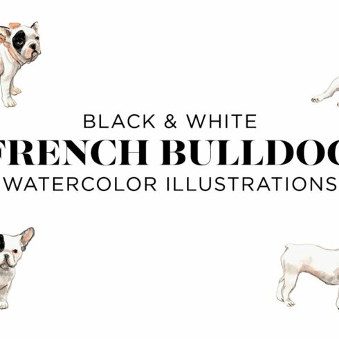 Black and White French Bulldogs cover image.