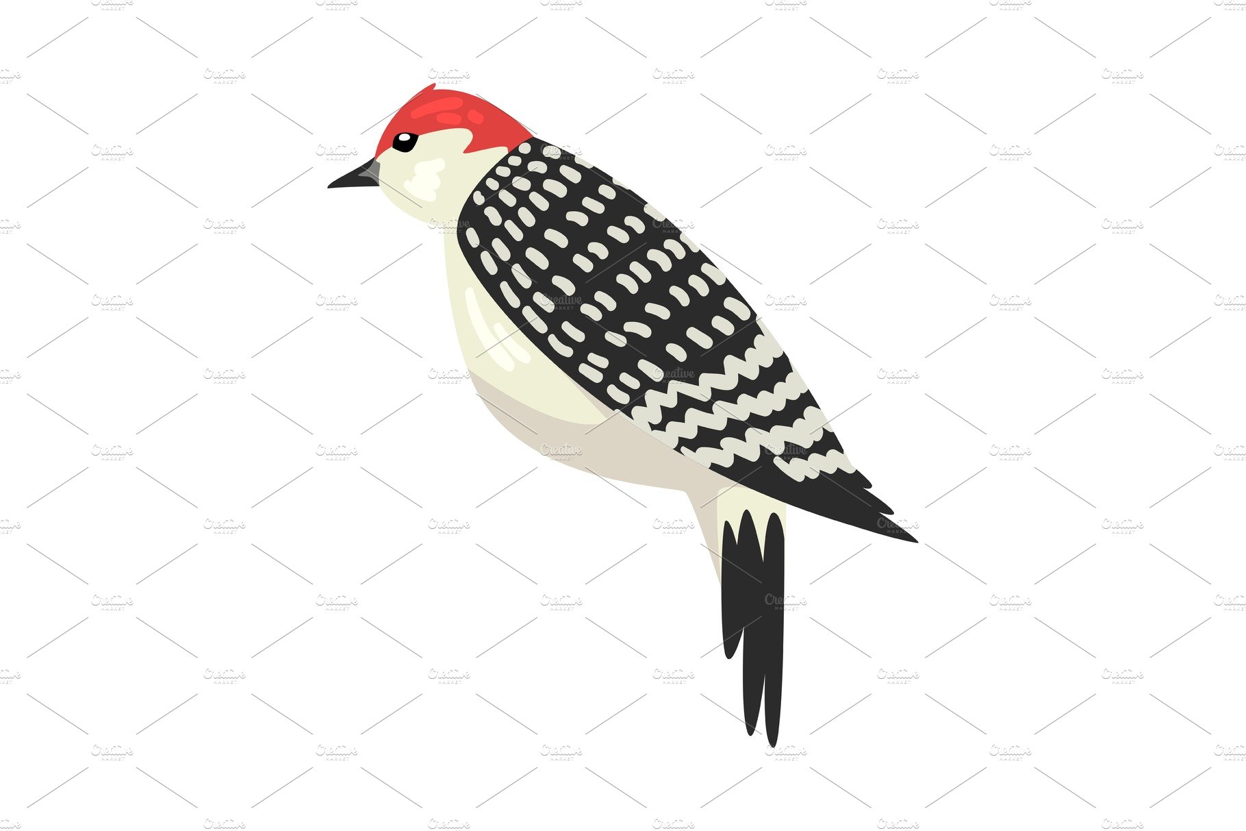 Cute Woodpecker Winter Bird cover image.