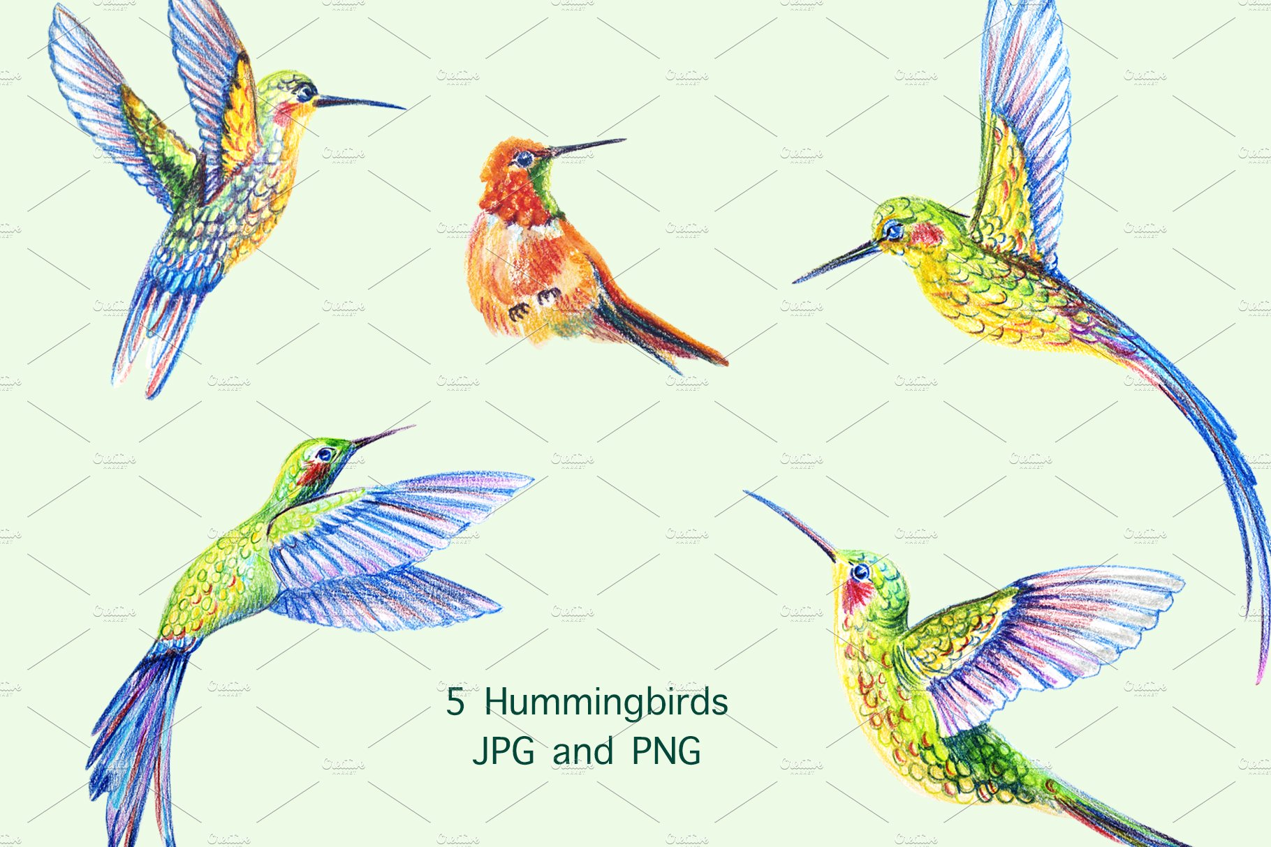 Hummingbirds. Tropical birds. preview image.