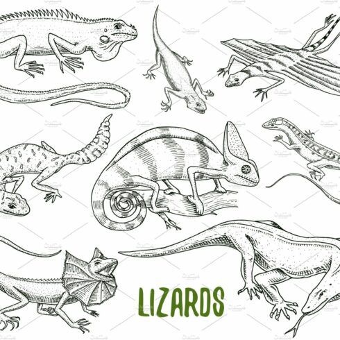 Chameleon Lizard, green iguana, Komodo dragon monitor, American Sand, exoti... cover image.