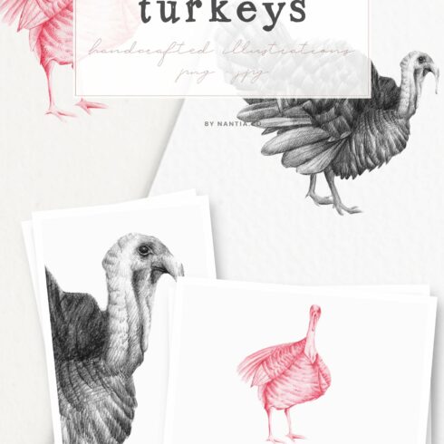 Hand drawn Turkeys Illustrations cover image.