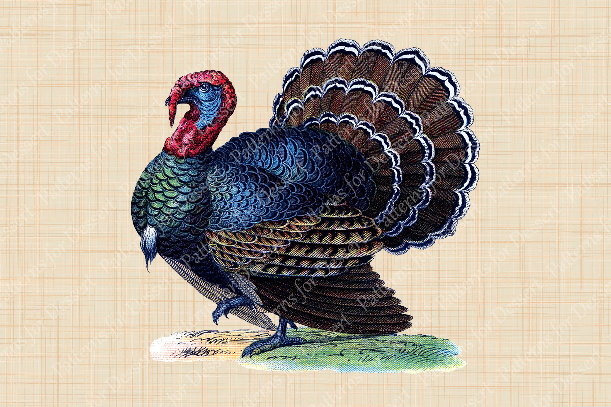 Vintage Thanksgiving Turkey Clip Art cover image.
