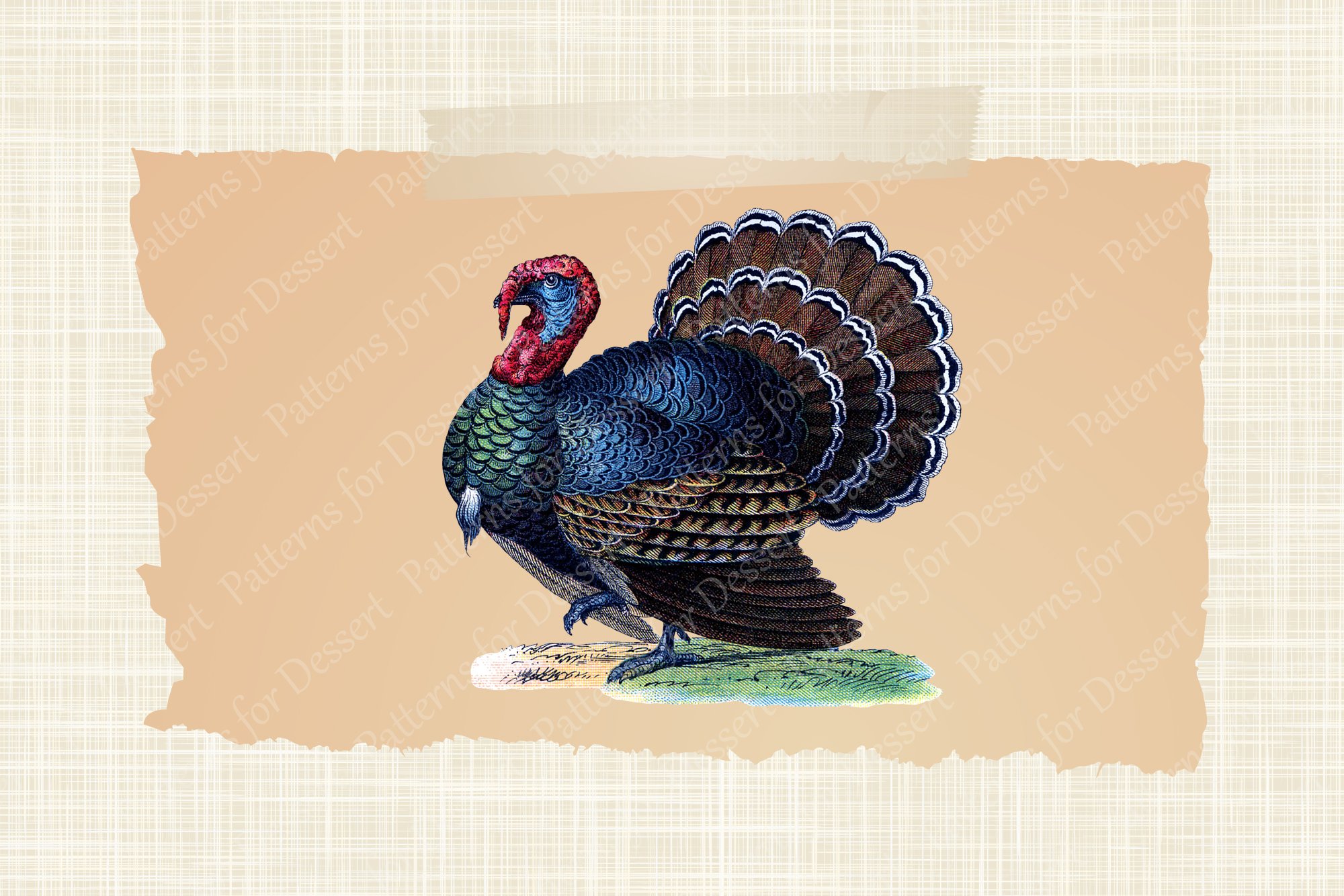 Vintage Thanksgiving Turkey Clip Art preview image.