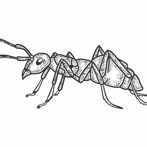 Ant insect sketch vector cover image.