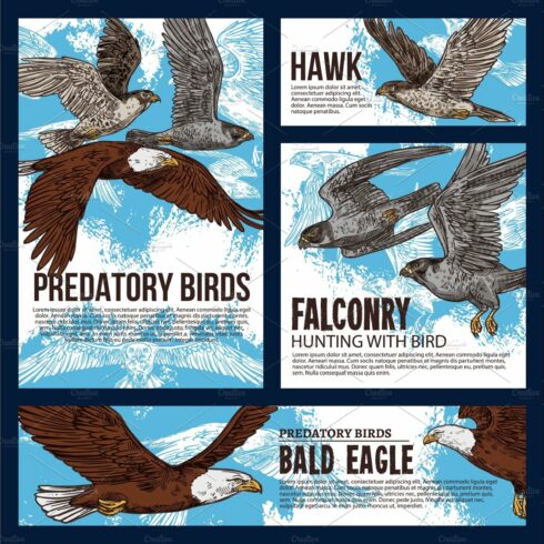 Predatory hawk and eagle, falconry cover image.