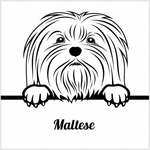 Maltese - Peeking Dogs - - breed cover image.