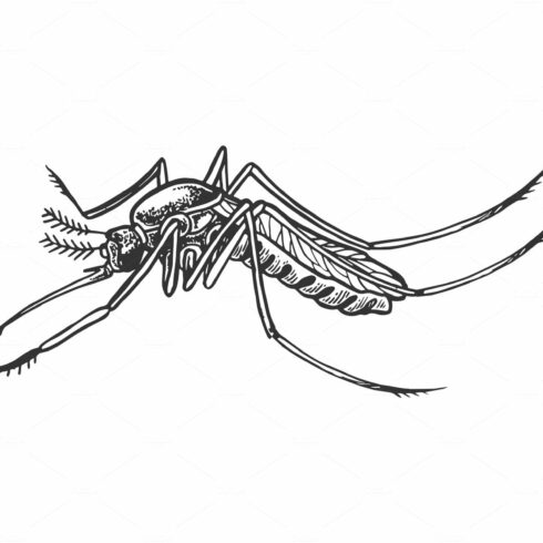 Mosquito insect engraving vector cover image.