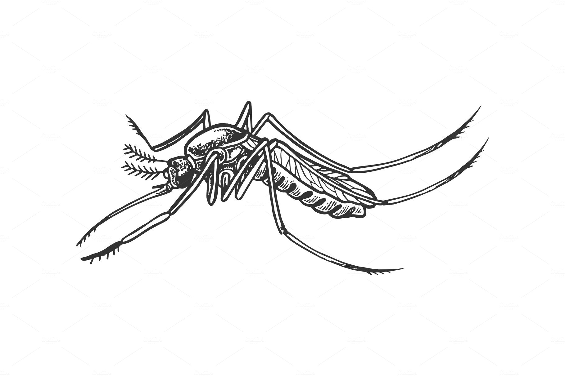 Mosquito insect engraving vector cover image.