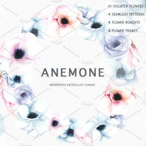 Anemone. Watercolor illustration. cover image.