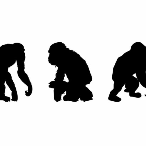 Chimpanzee Silhouette cover image.