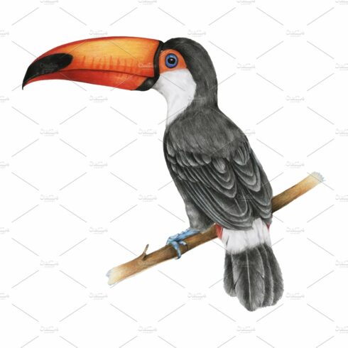 Illustration of hornbills bird cover image.