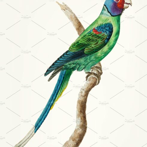 Drawing - long tailed green parakeet cover image.