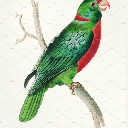 Drawing- short tailed green parakeet cover image.