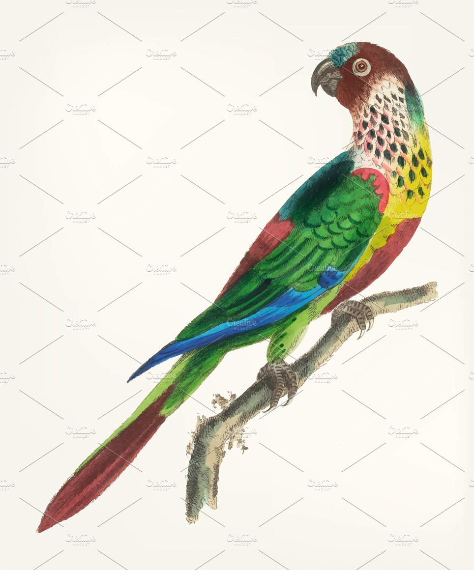 Illustration of parakeet cover image.