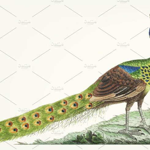 Illustration of peacock cover image.