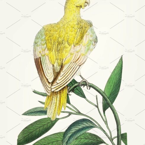 Hand drawn of bird yellow parakeet cover image.