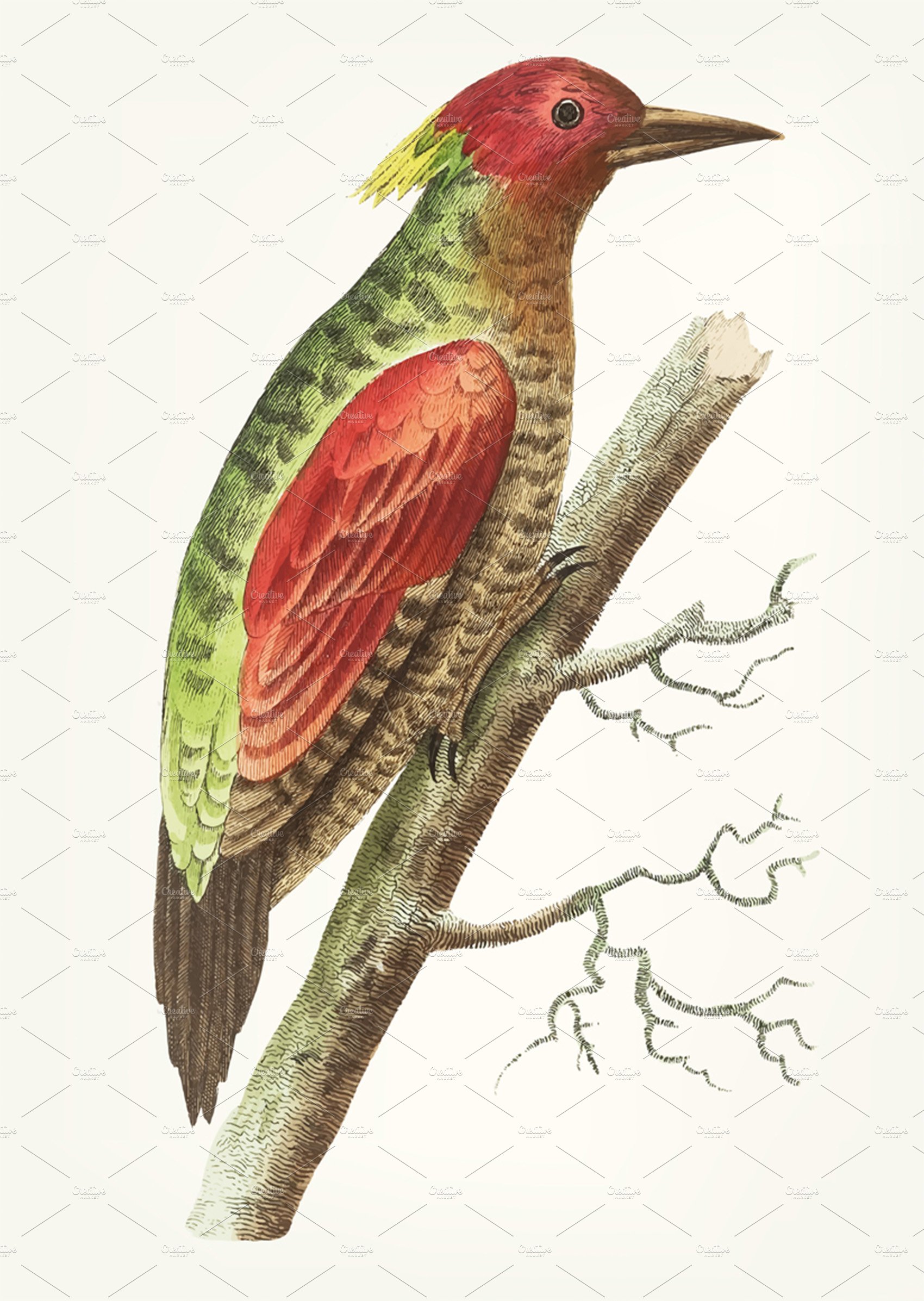 Hand drawn red-winged woodpecker cover image.