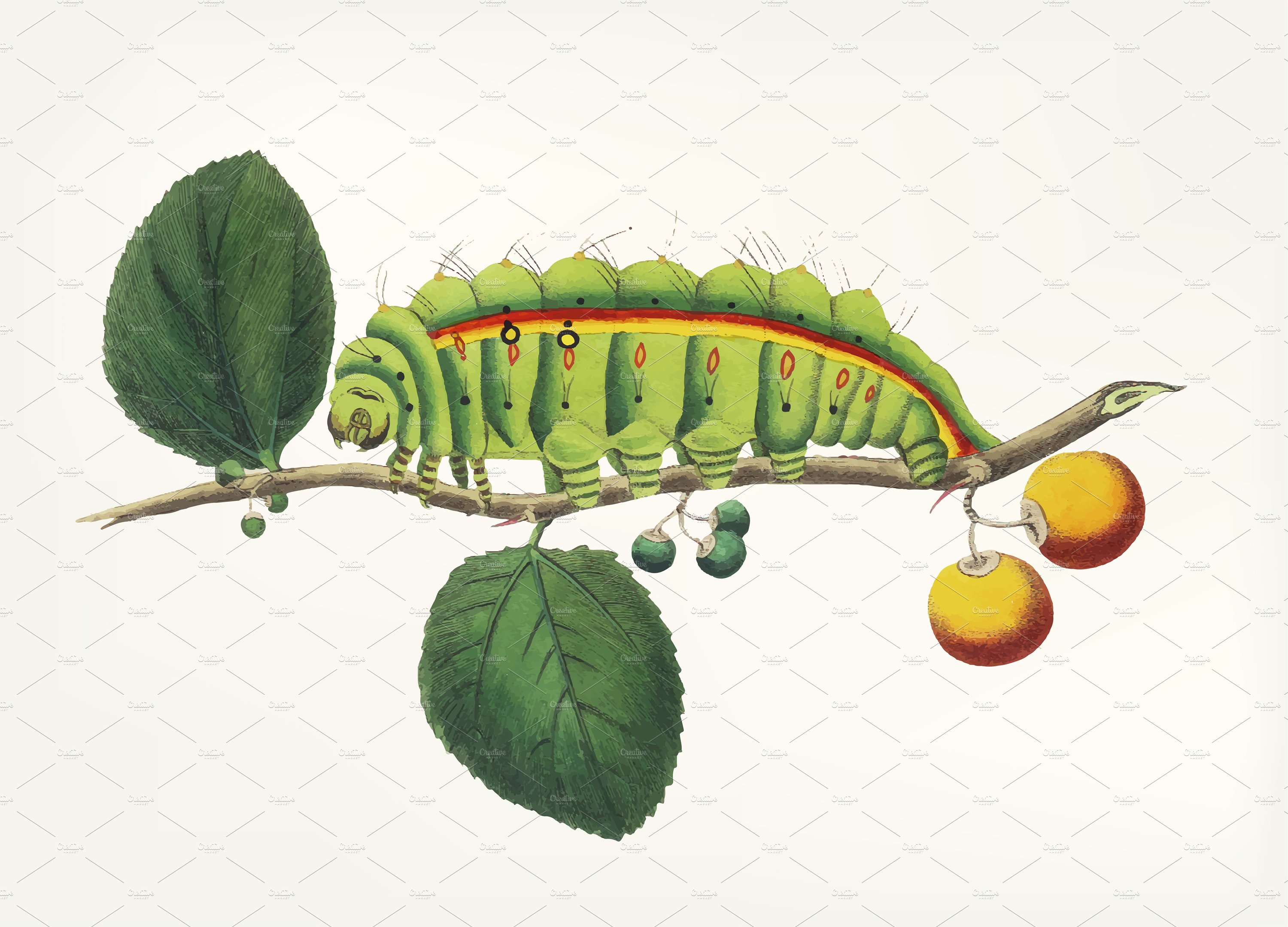 Illustration of a caterpillar cover image.