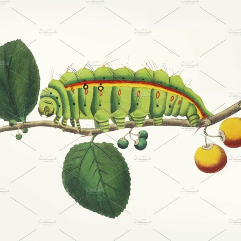 Hand drawn of a caterpillar cover image.
