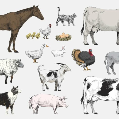 Animal collection vector cover image.
