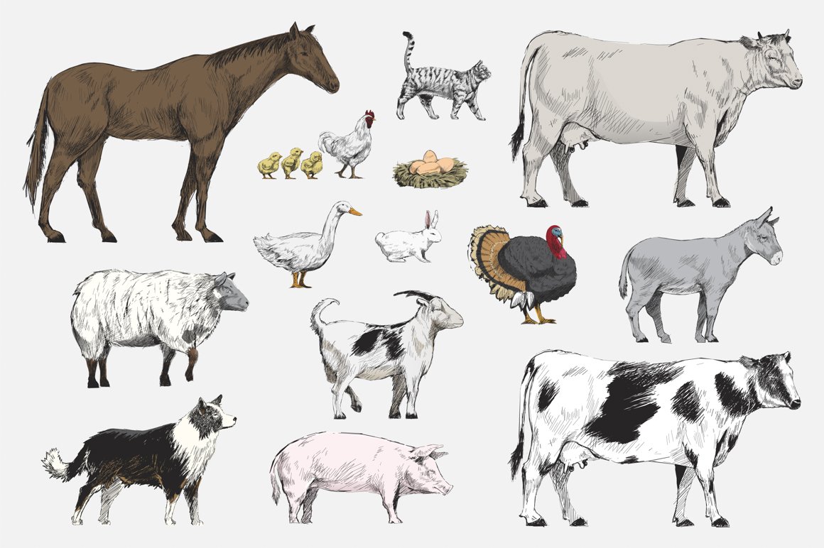 Animal collection vector cover image.