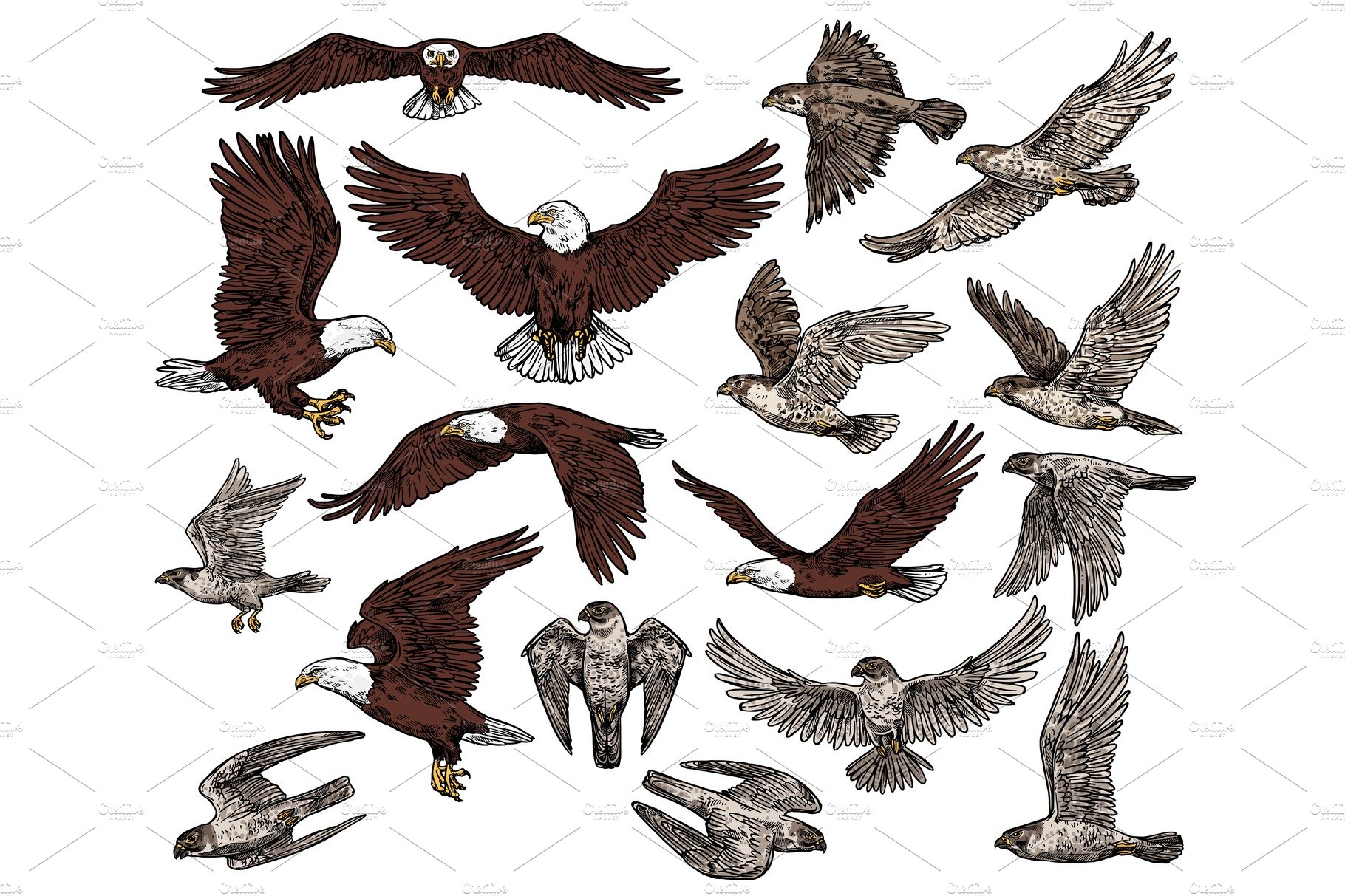Eagle And Hawk Falcons Masterbundles