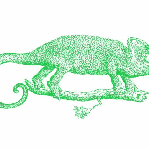 Vector Chameleon Illustration cover image.