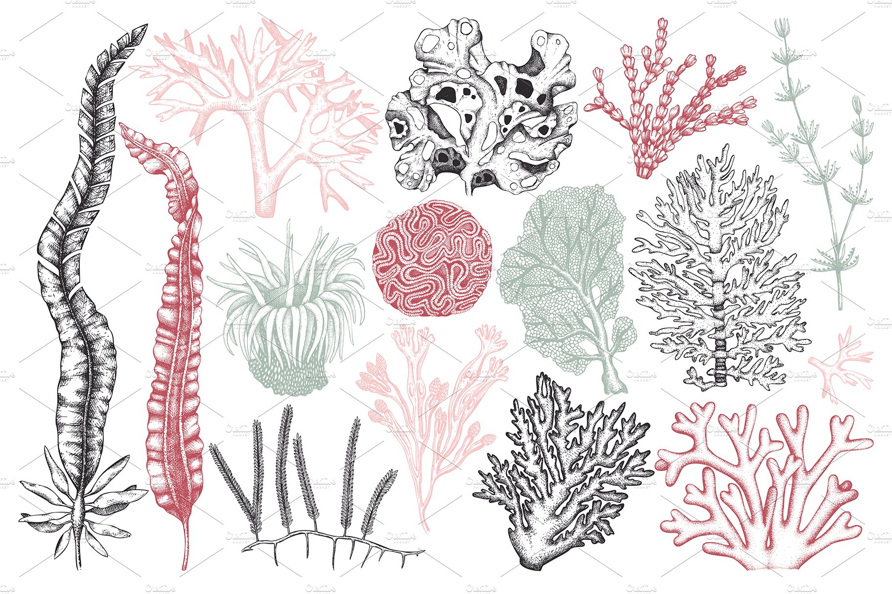Vector Seaweeds Collection preview image.