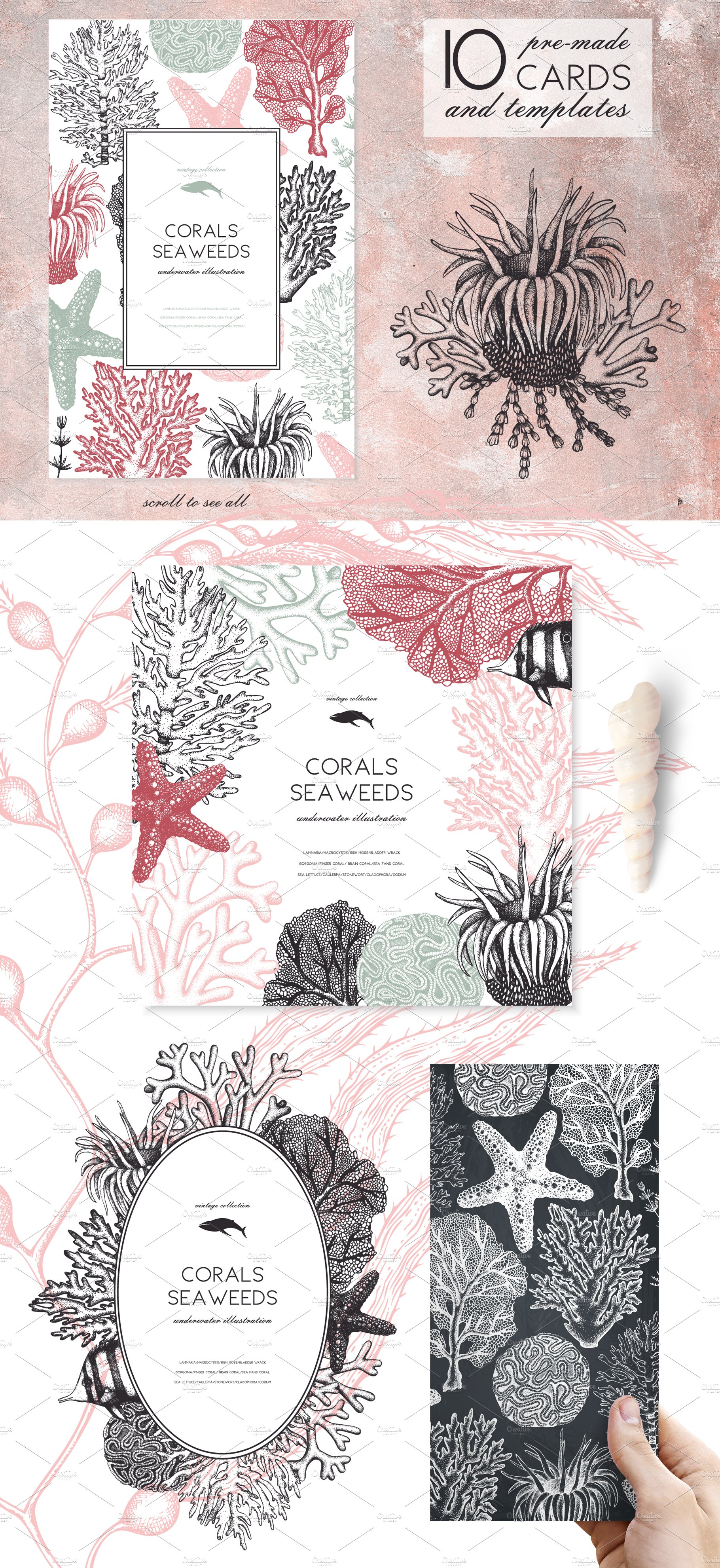 vector seaweeds collection 03 955