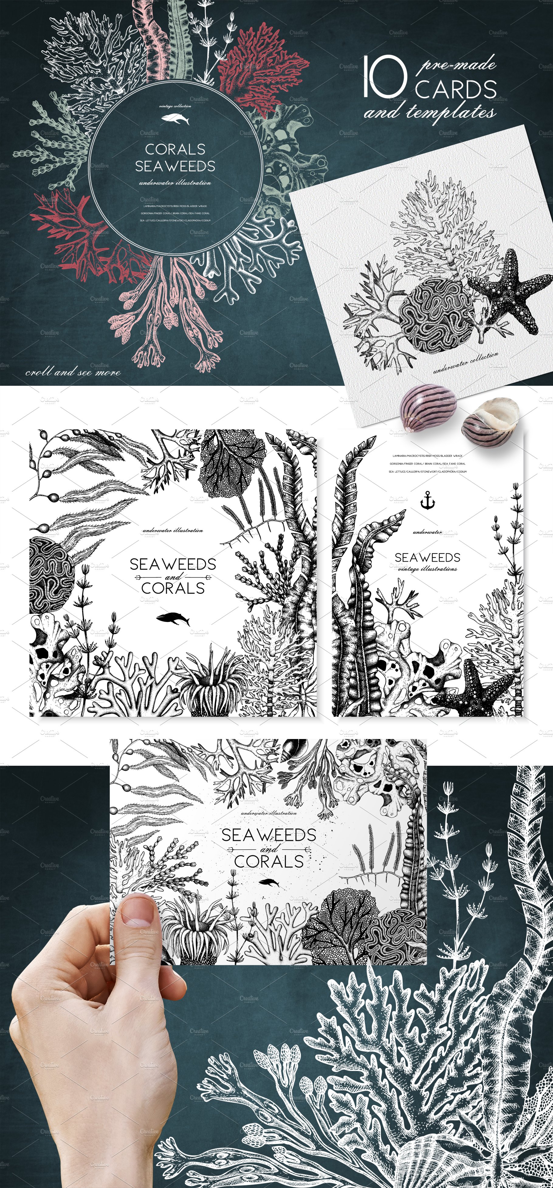 vector seaweeds collection 04 93