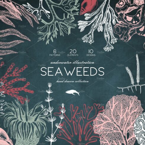 Vector Seaweeds Collection cover image.
