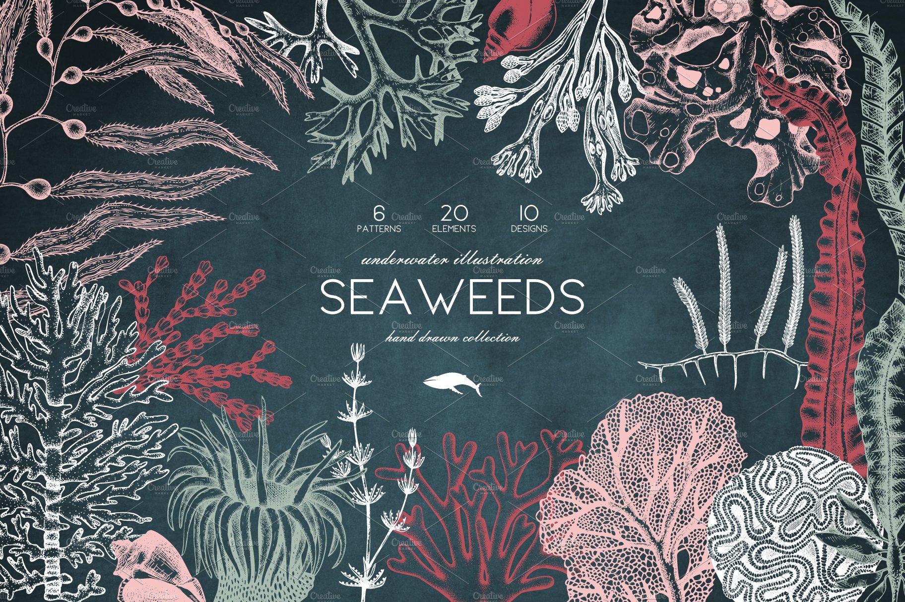 Vector Seaweeds Collection cover image.
