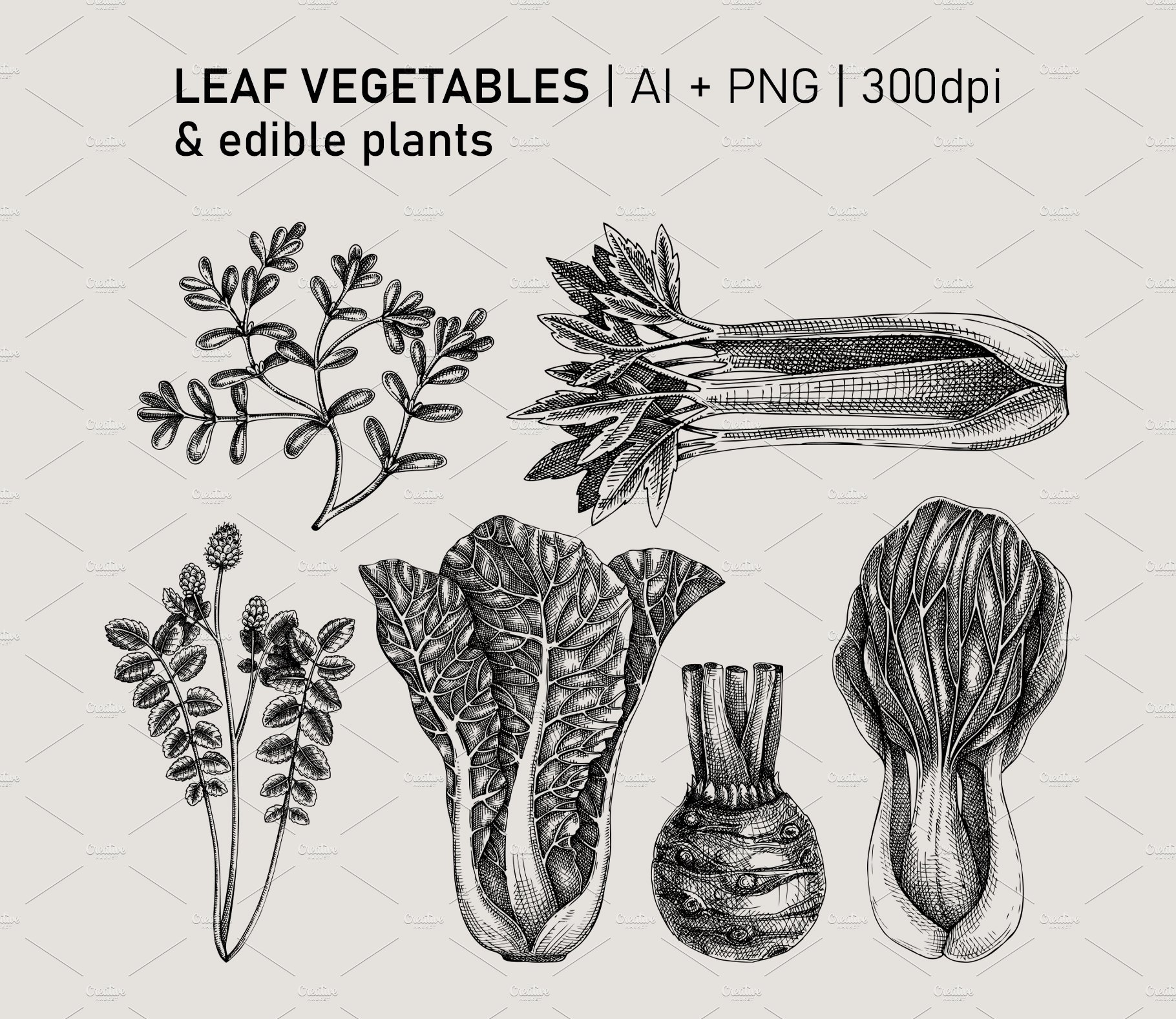 vegetables and herbs collection 03 564