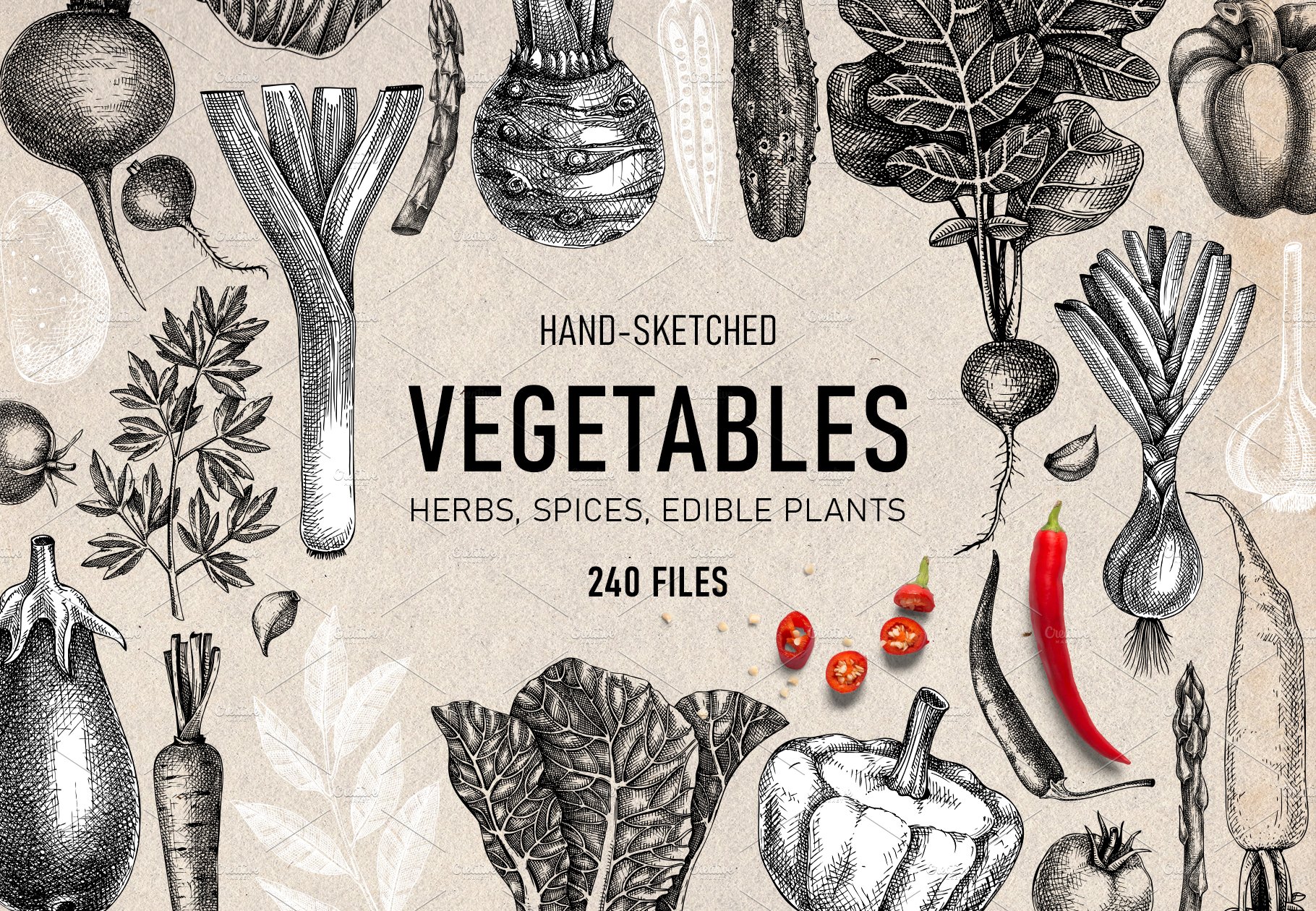 Vegetables & Herbs Vector Sketches. cover image.